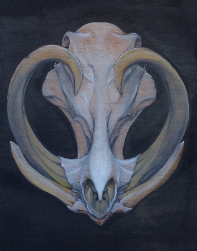    Noble by Tariq Sabur 2013 Warthog skull painting tempe arizona fine art artist painter mural muralist realism tattoo ink paint decor interior design apeshit